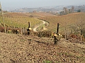 Campagna in autunno 3253.Alberi tagliati sembrano MOAI